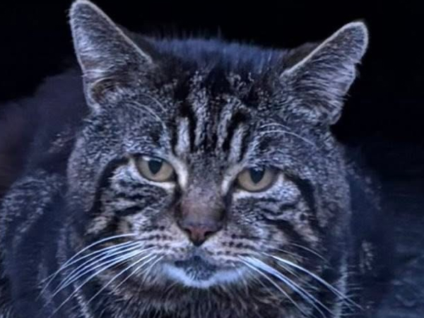 Found cat Blyth NE24