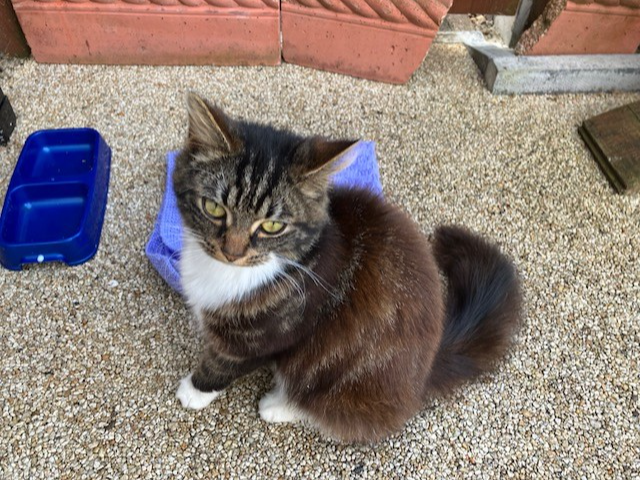 F438 - tabby & white female - ALVASTON