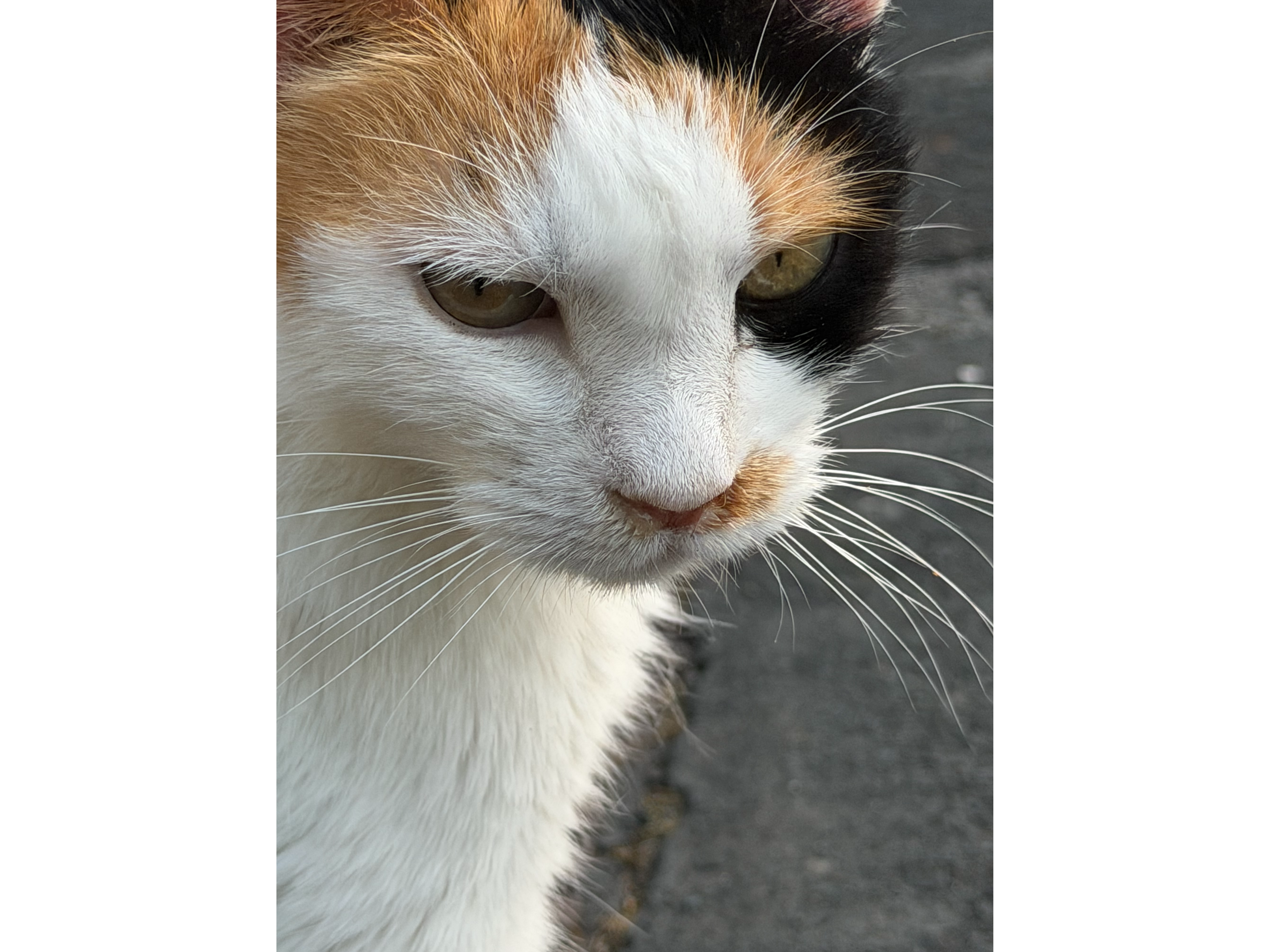Tortie/white / calico, Coldhams Lane