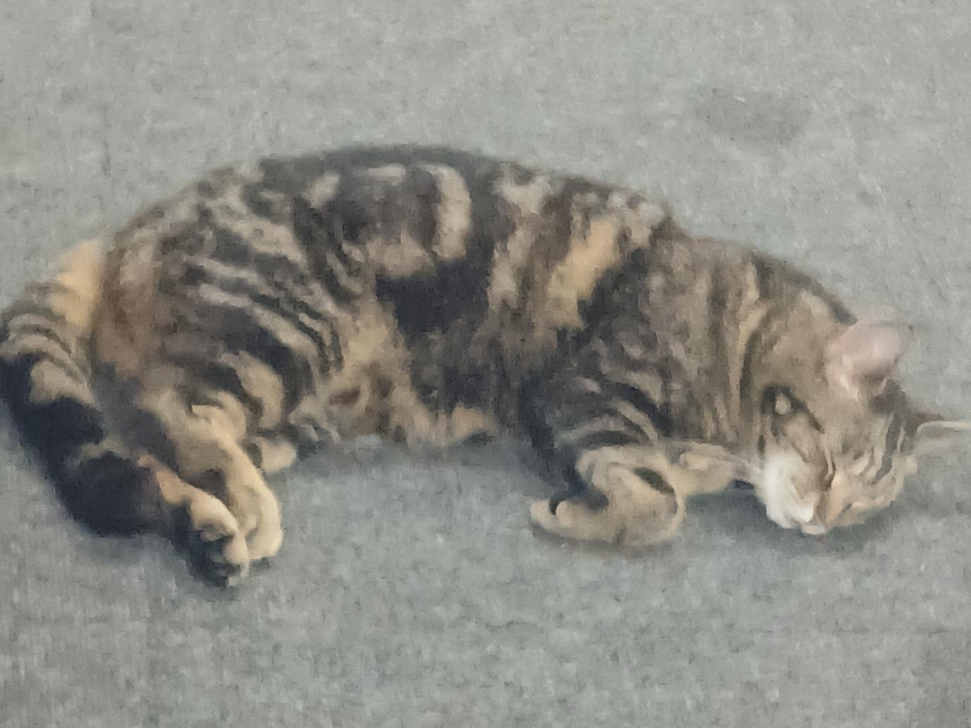 Tabby, Barnwell Rd