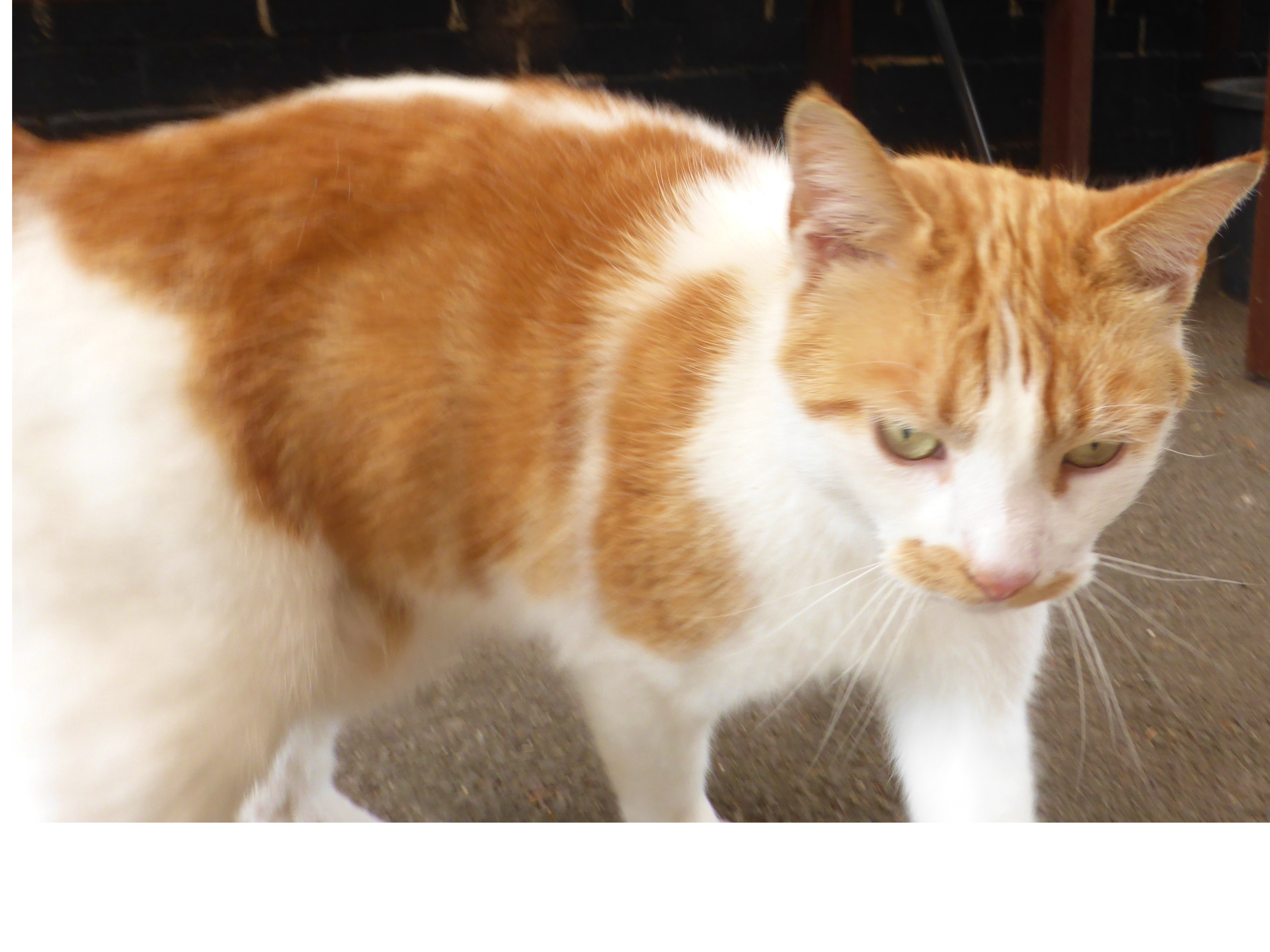 F439 - ginger & white - BELPER