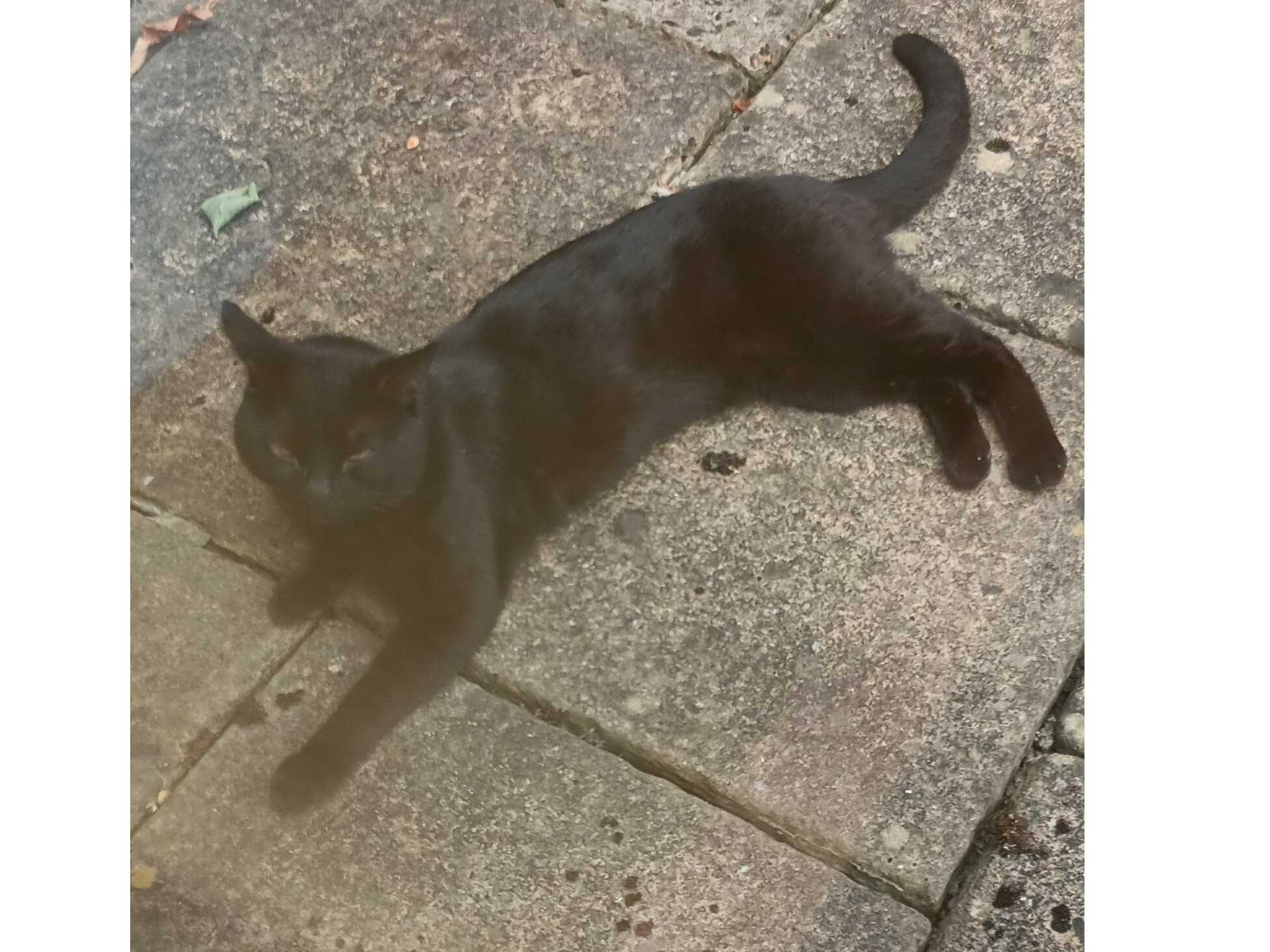 F441 - black - ALLESTREE