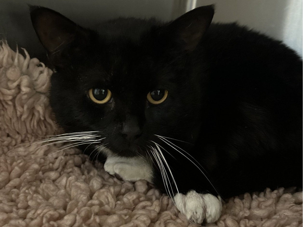 F442 - black & white male - DERBY