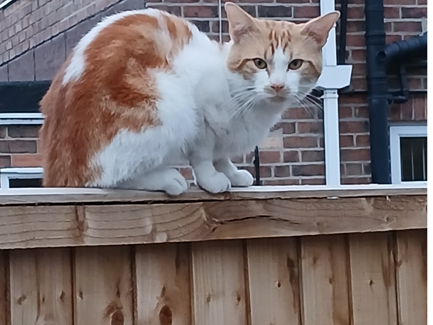 F443 - ginger & white - CHADDESDEN