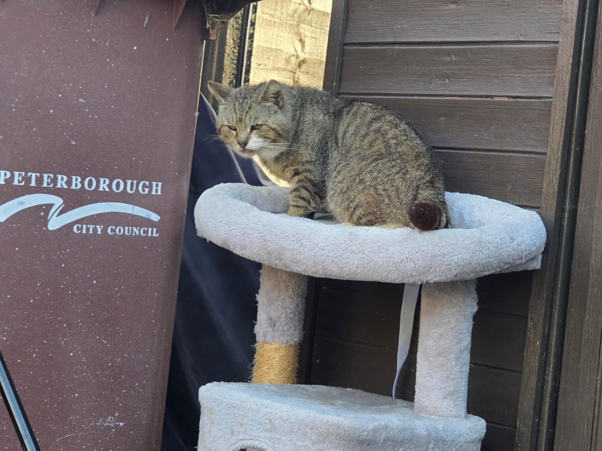 Tabby male - Harris Street, PE1