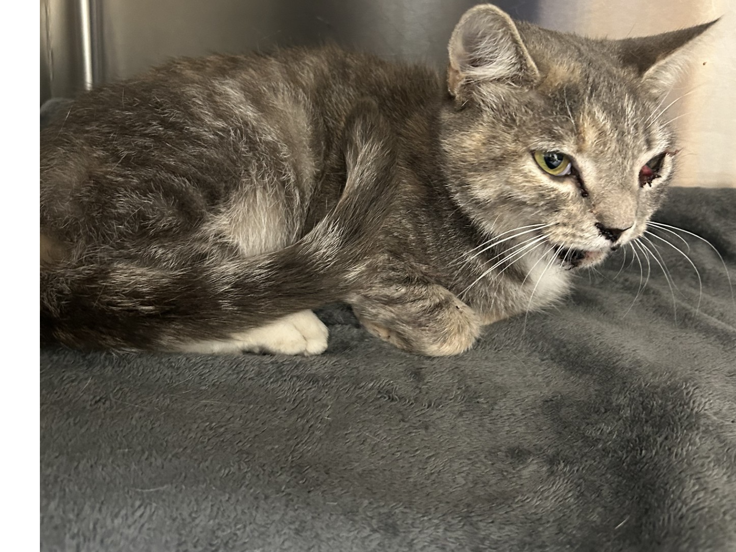 F444 - tabby female - DERBY