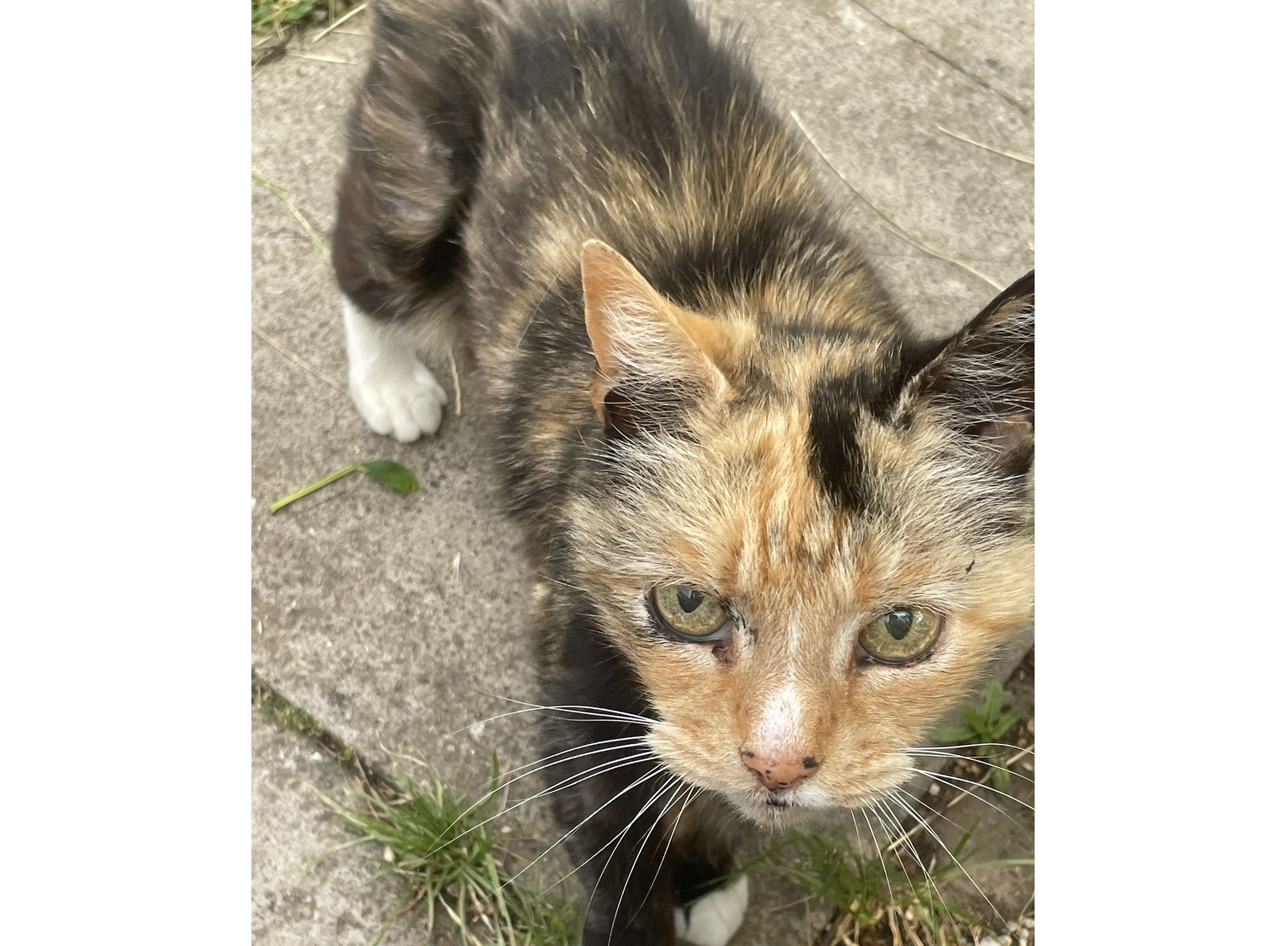 Tortie, Arbury