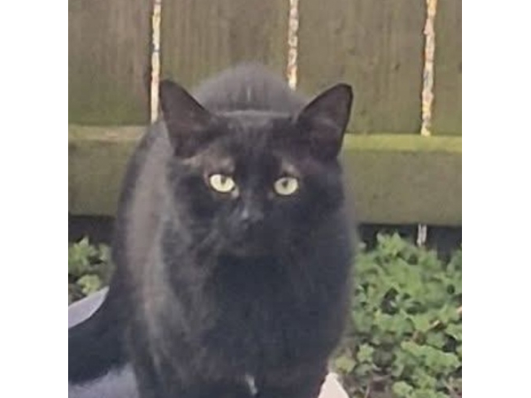 Found cat South Shields