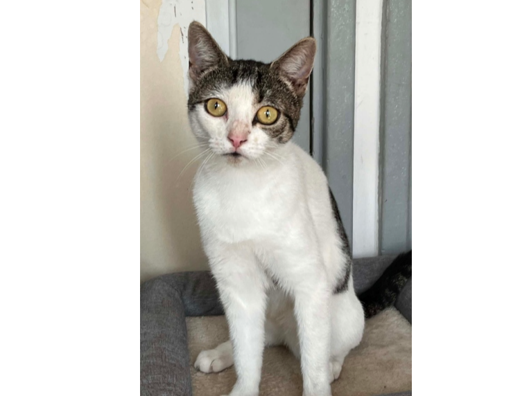 Found 2026.060 - Derby Court, off Howe Road, Gosport