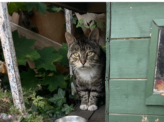 Tabby/white tom, Milton