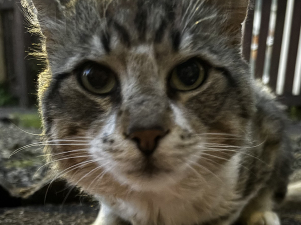 Found cat Walker NE6