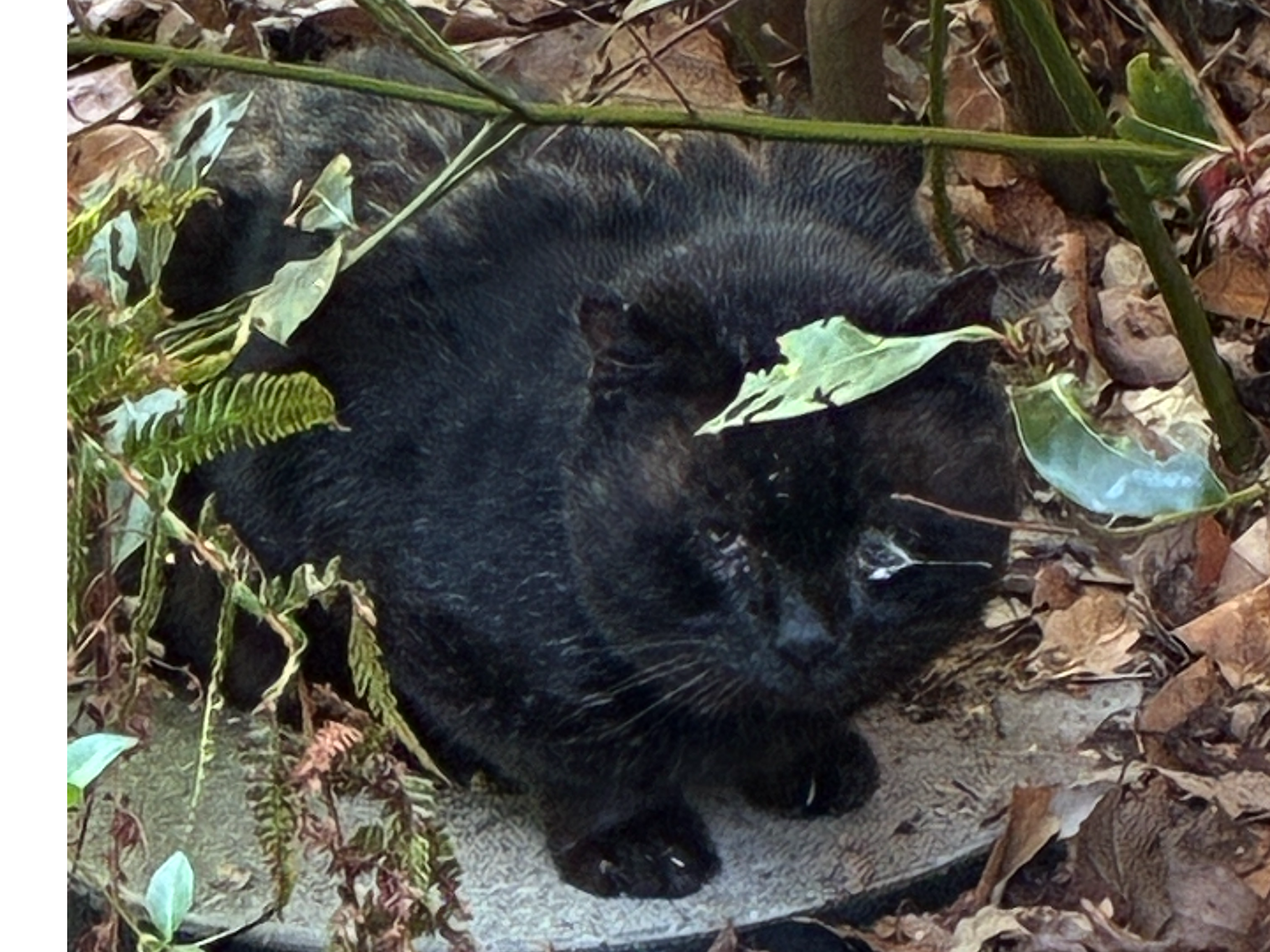 Black cat, Accordia