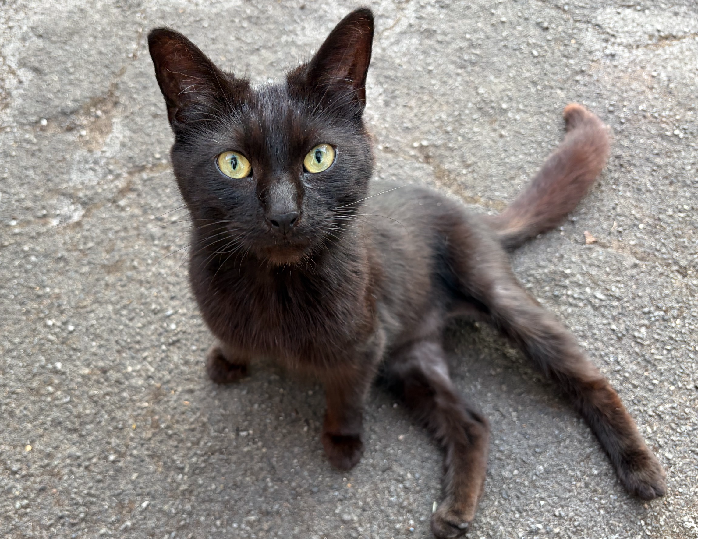 Black cat, Arbury