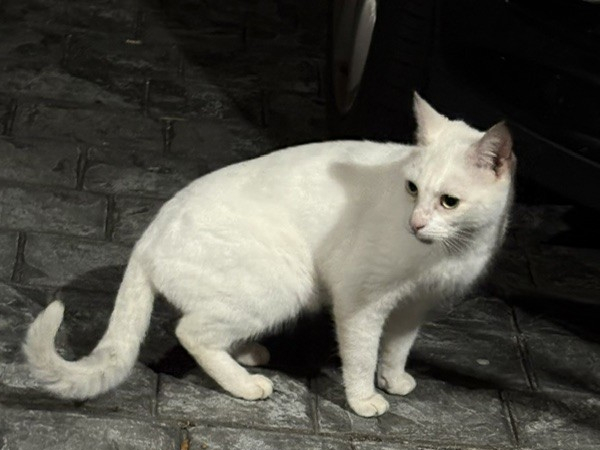 Found cat – Blyth, NE24 area