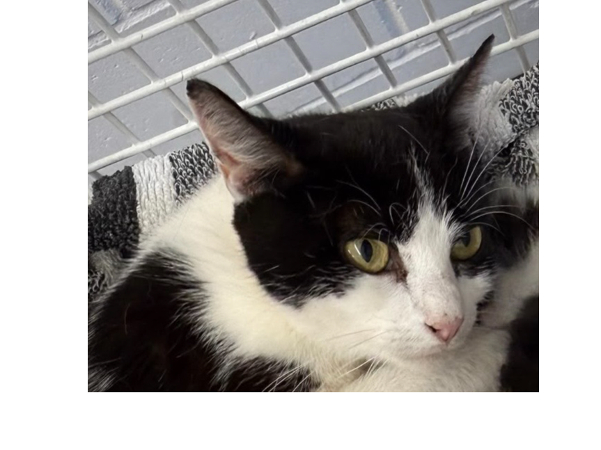 Female Unchipped b+w