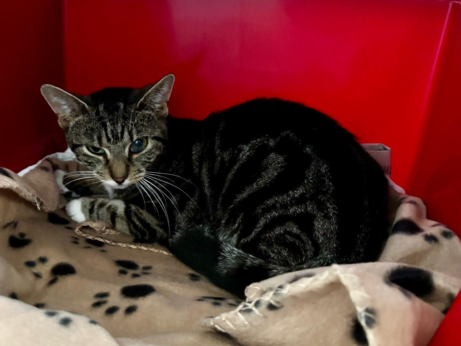 Male Unchipped tabby RECEIVING VET TREATMENT