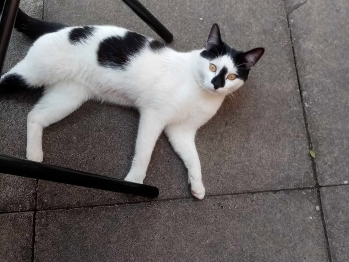 F445 - - black & white male - ALLENTON