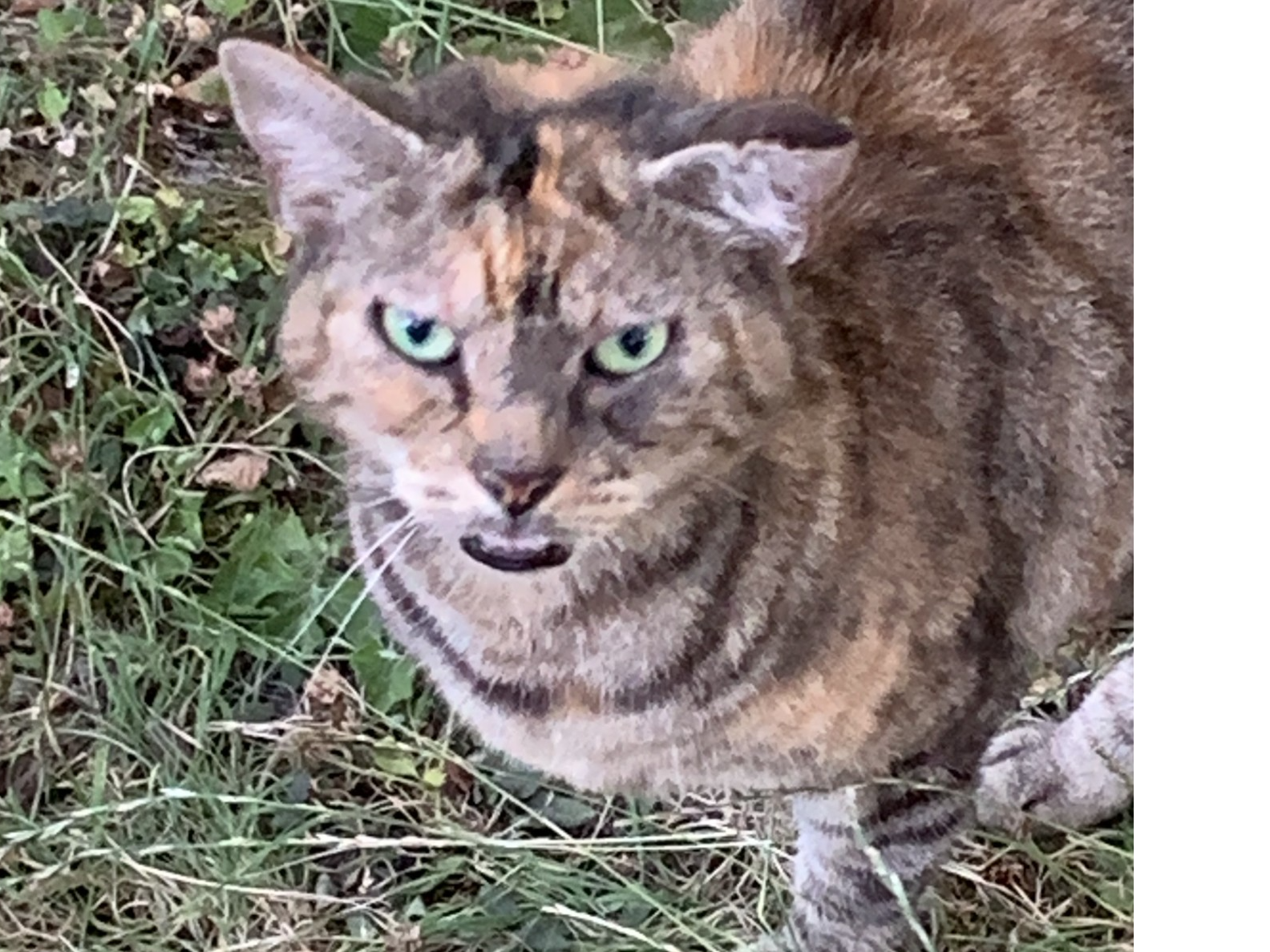 Tabby/Tortie, Cherry Hinton Rd