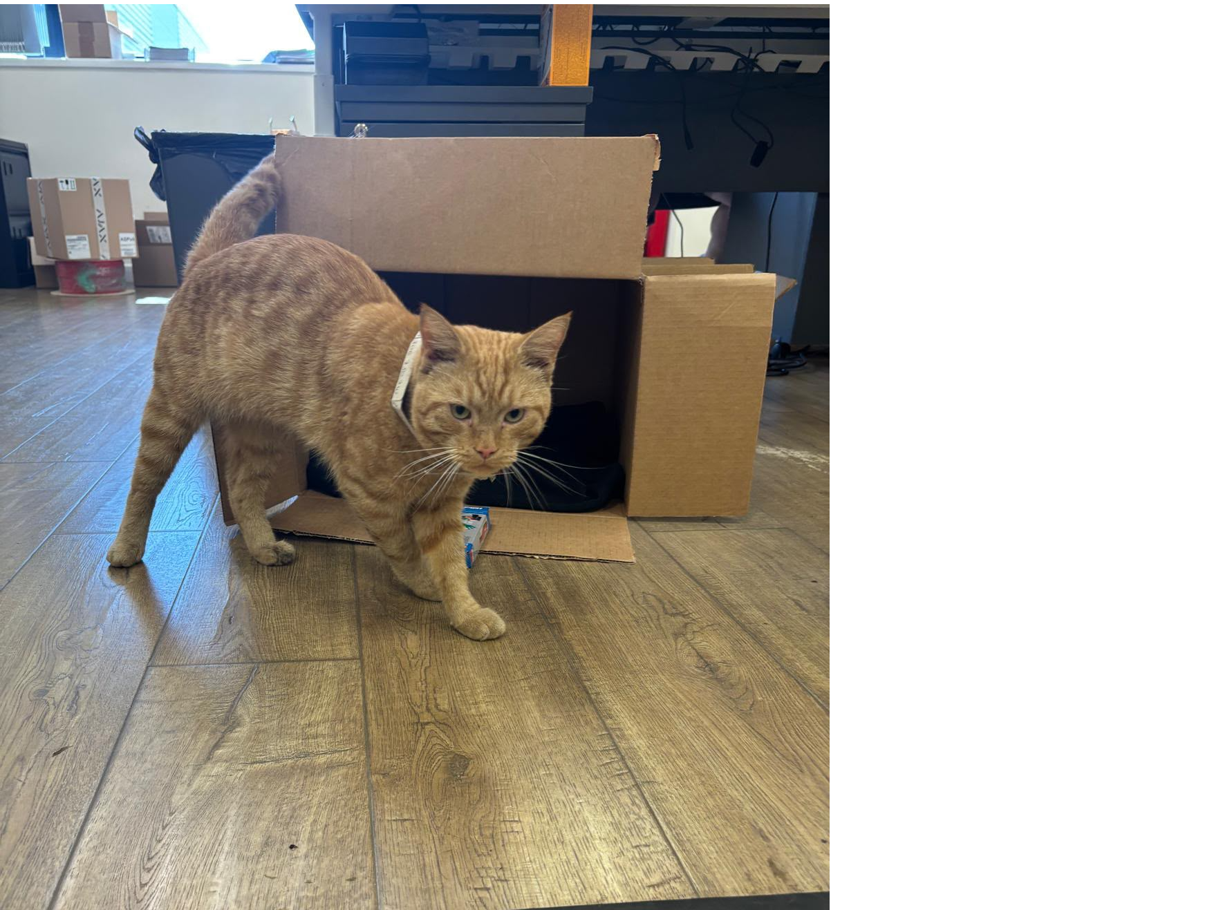 Ginger male - Bretton industrial estate