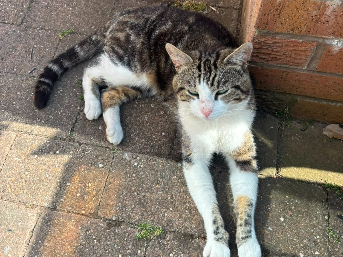 F446 - tabby & white male - MACKWORTH