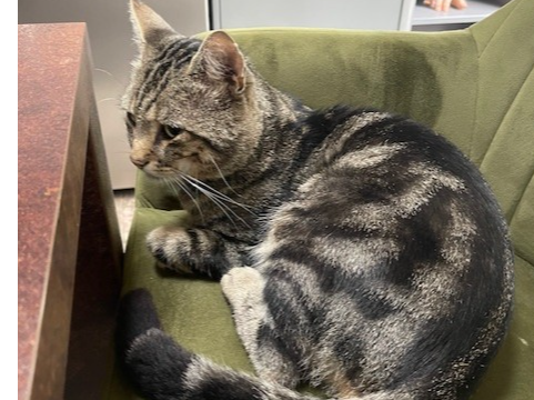 F447 - tabby male - CHADDESDEN
