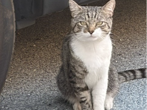 F449 - tabby & white - MACKWORTH