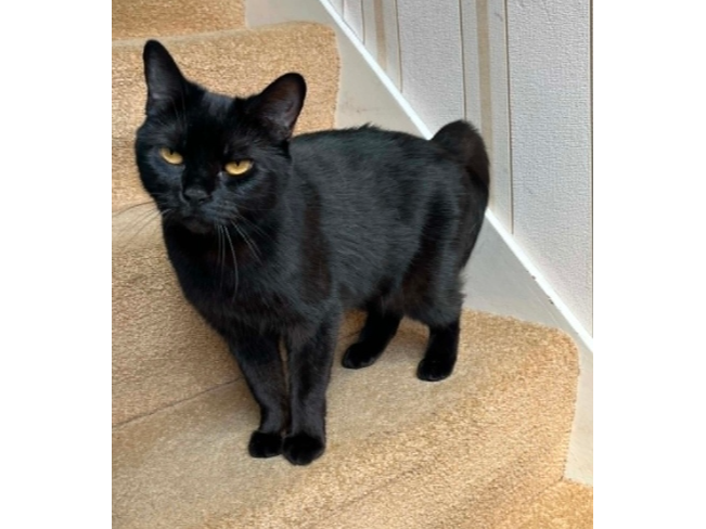 Found 2026.068 - Station Road, nr Queens Head pub Brockhurst Rd, Gosport