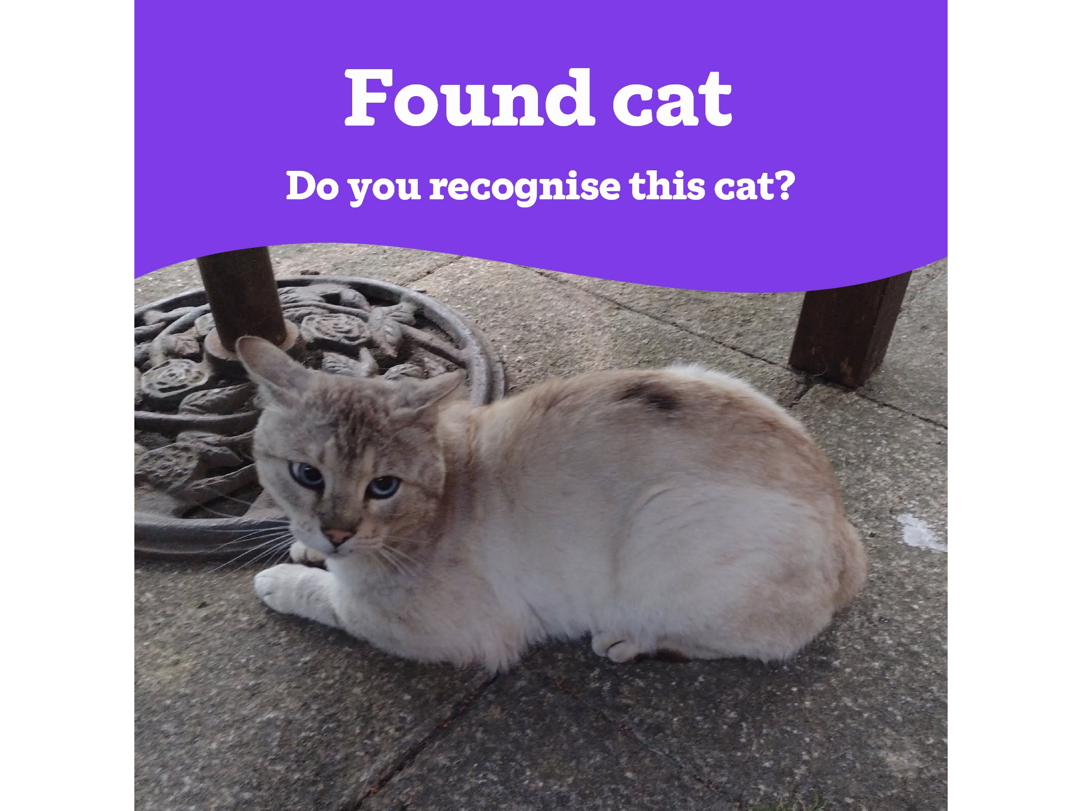 Found Cat