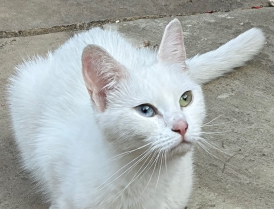 Stray?