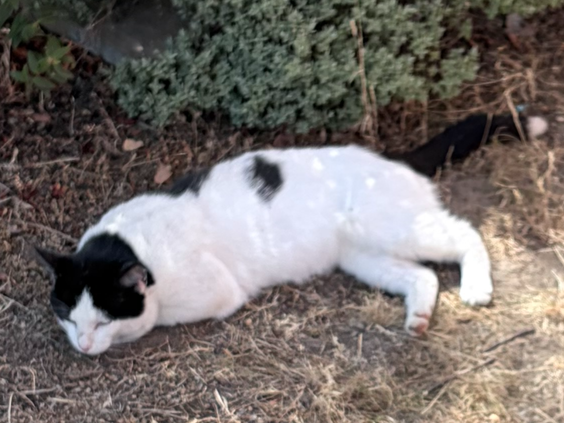 White & black cat, Waterbeach