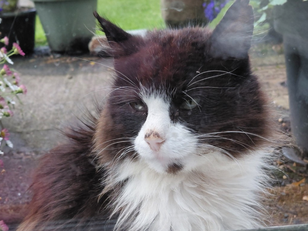 Found cat Blyth