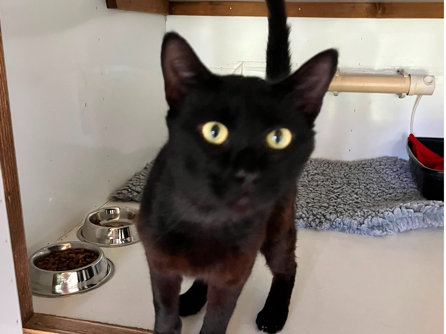 Black male cat - Dorking