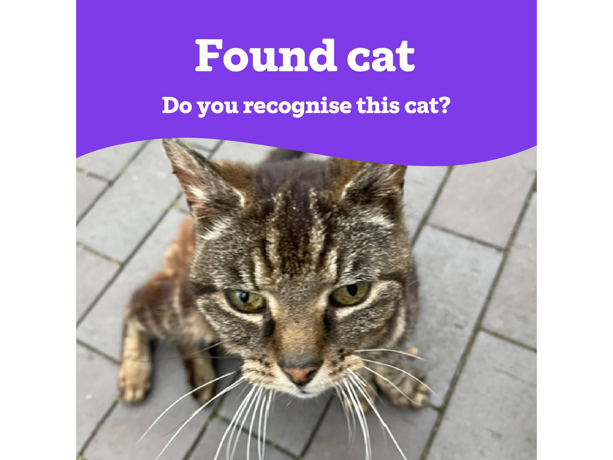 Found Cat