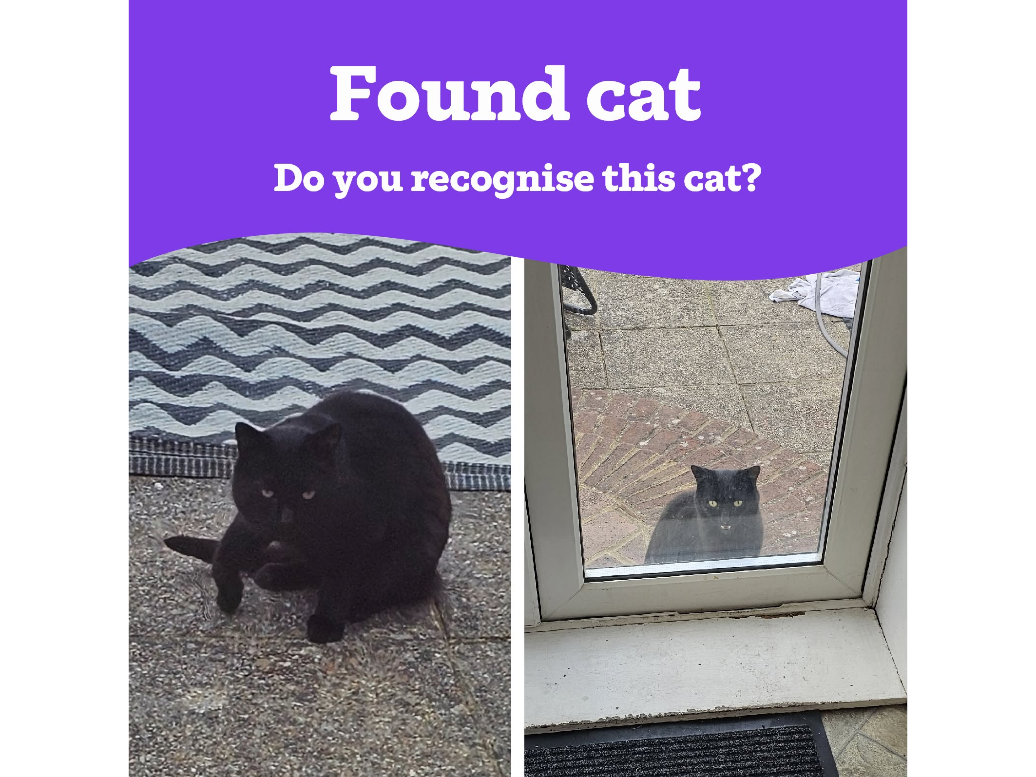 Found Cat