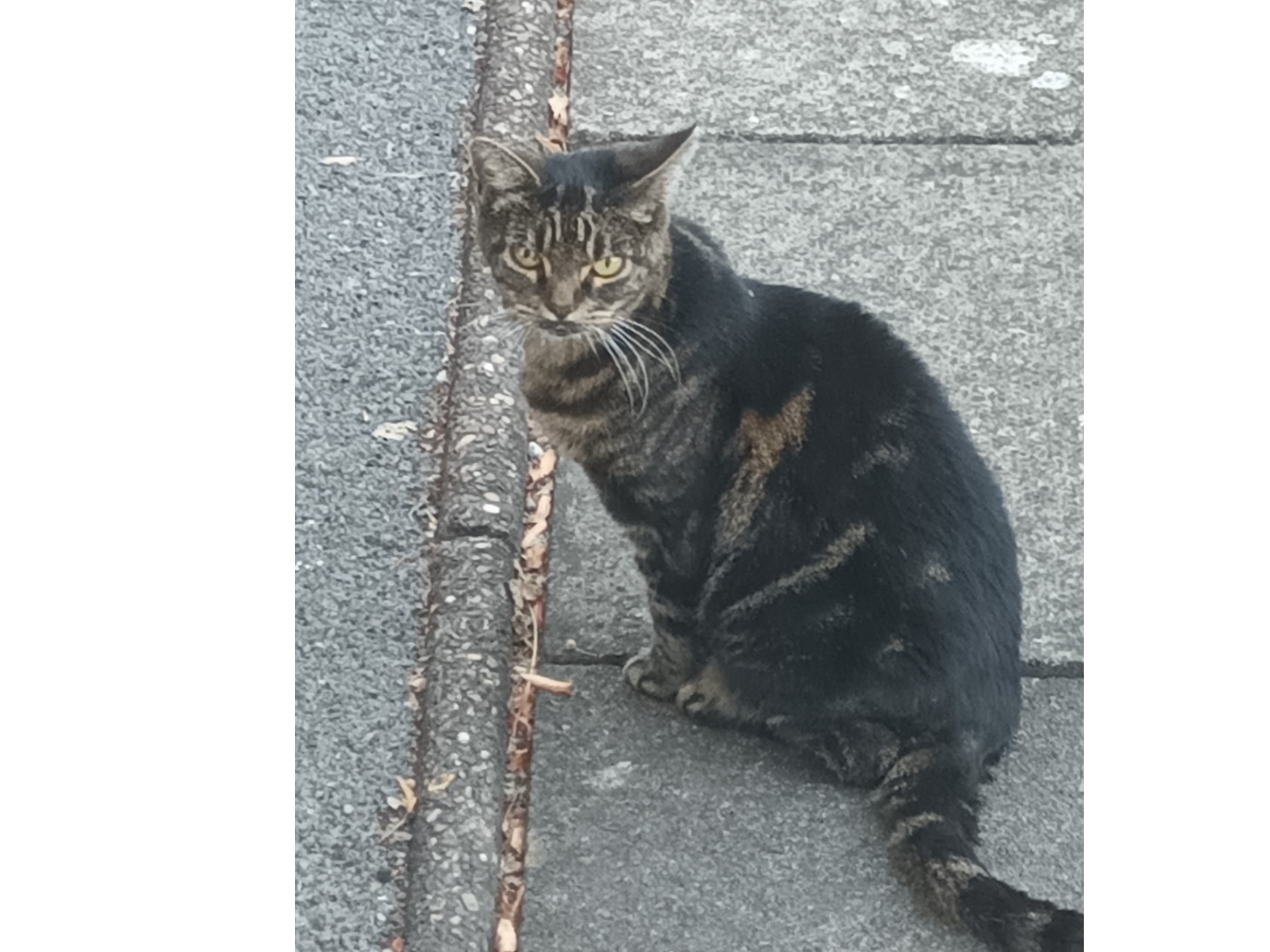 F454 - tabby  - DERBY