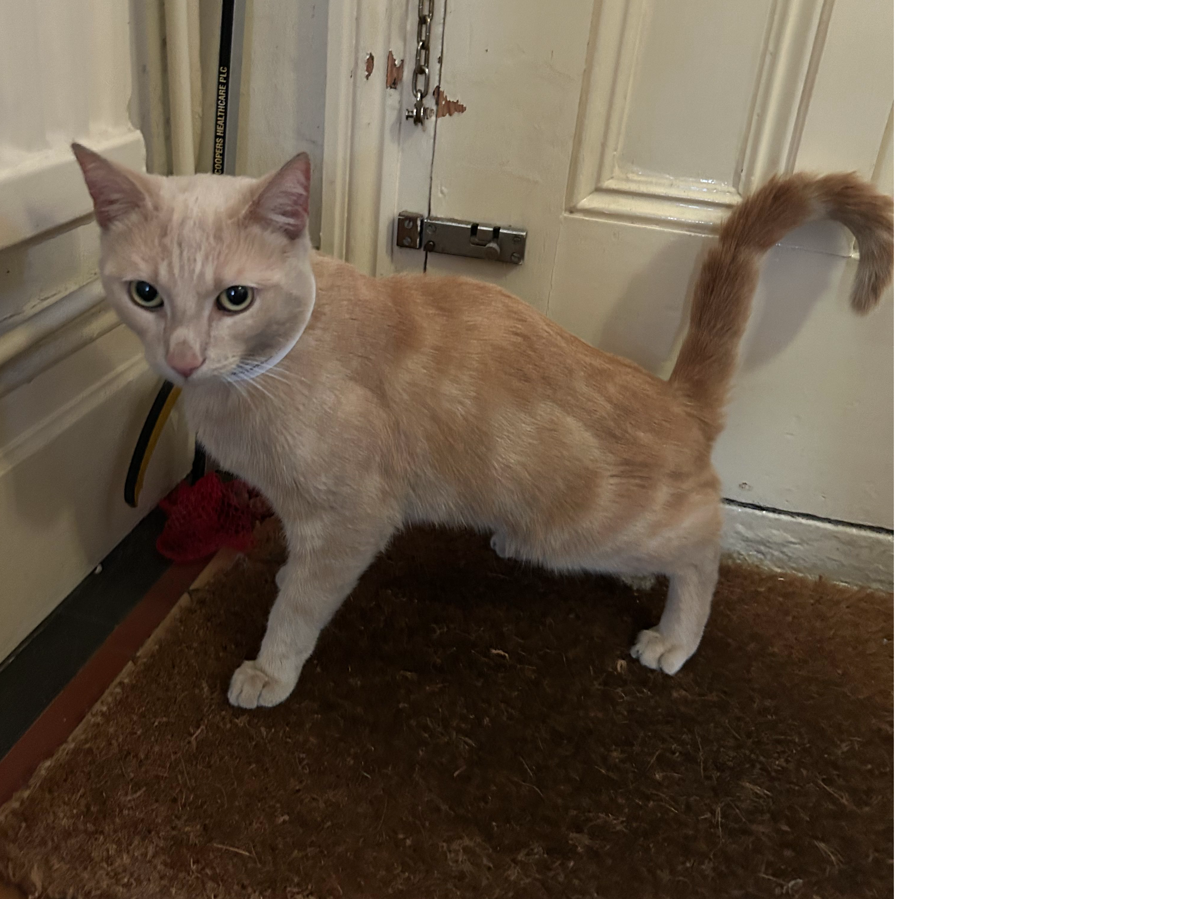 Ginger male - Alexandra Road PE1