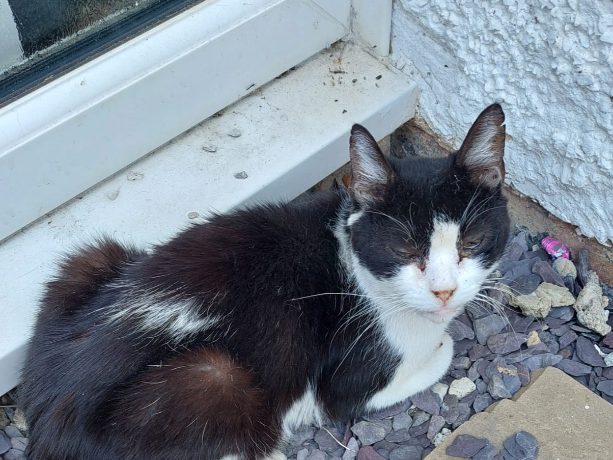 Stray?