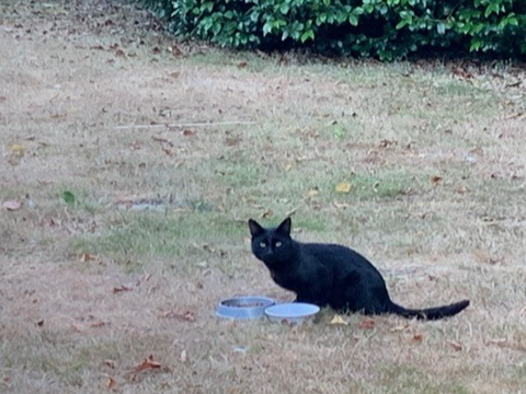 Black Cat - Wooton