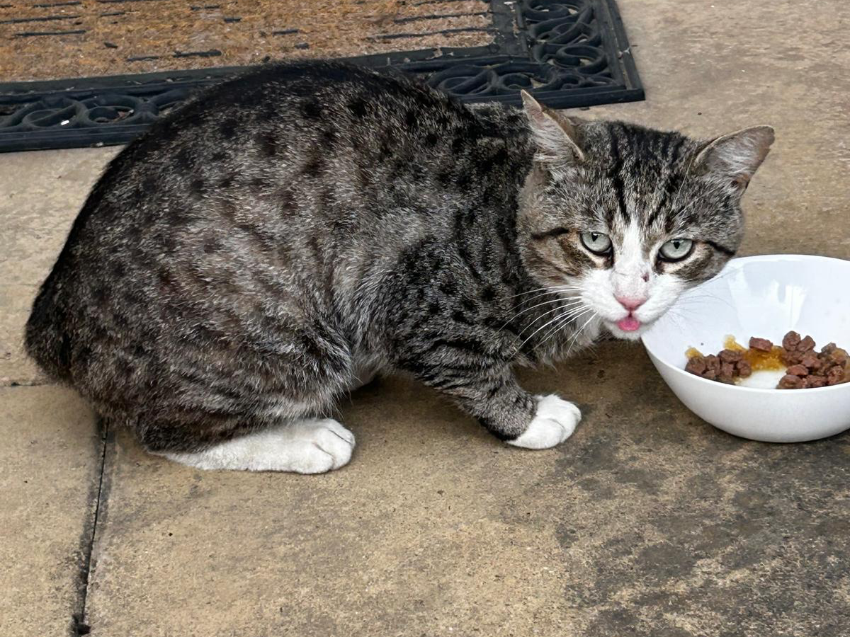 F455 – tabby and white male -SPONDON