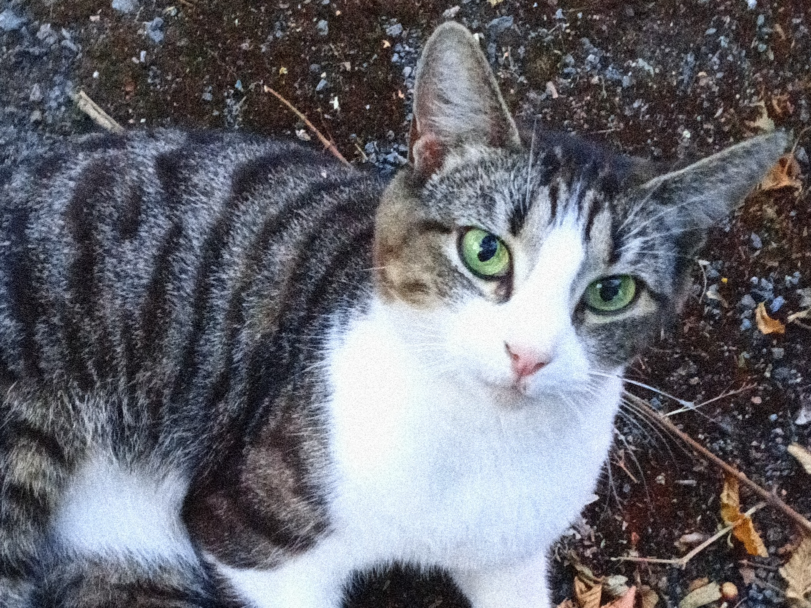 Stray?