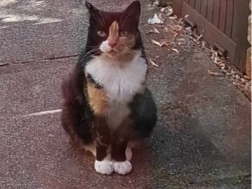 Possibly abandoned/stray