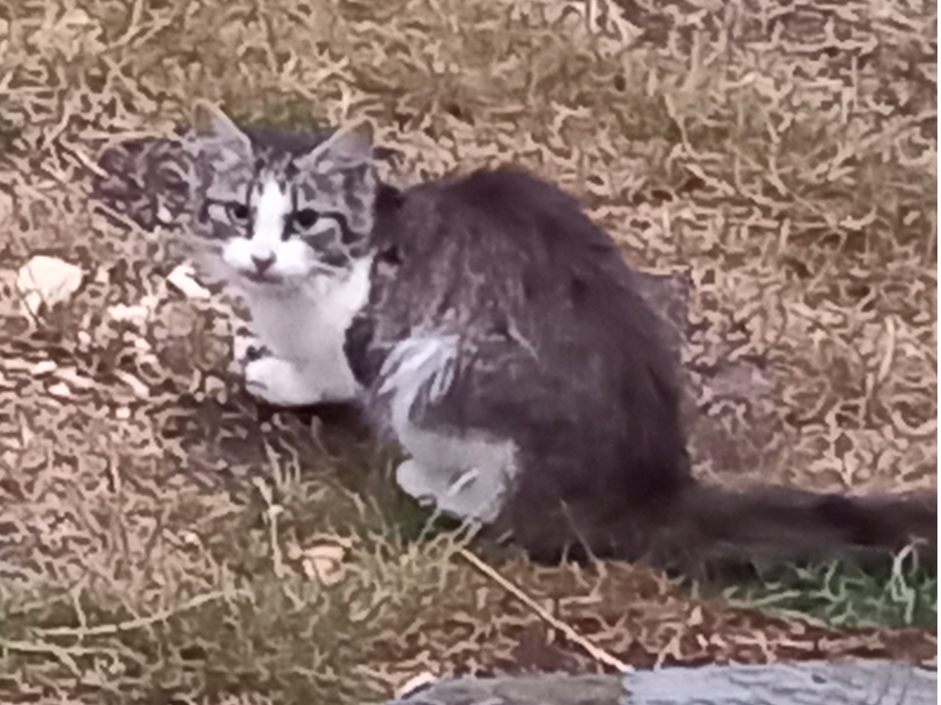 Grey tabby/white, Lower Cambourne