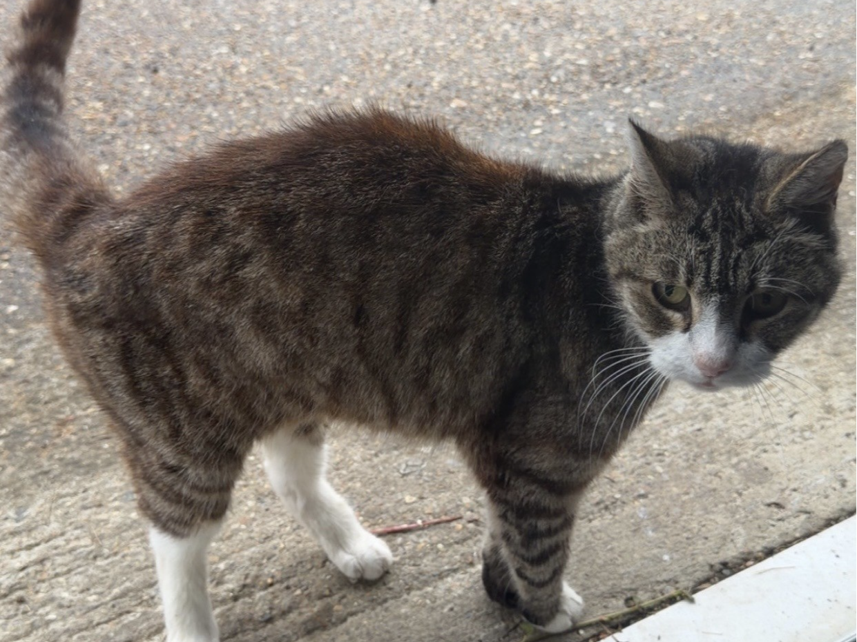 stray?