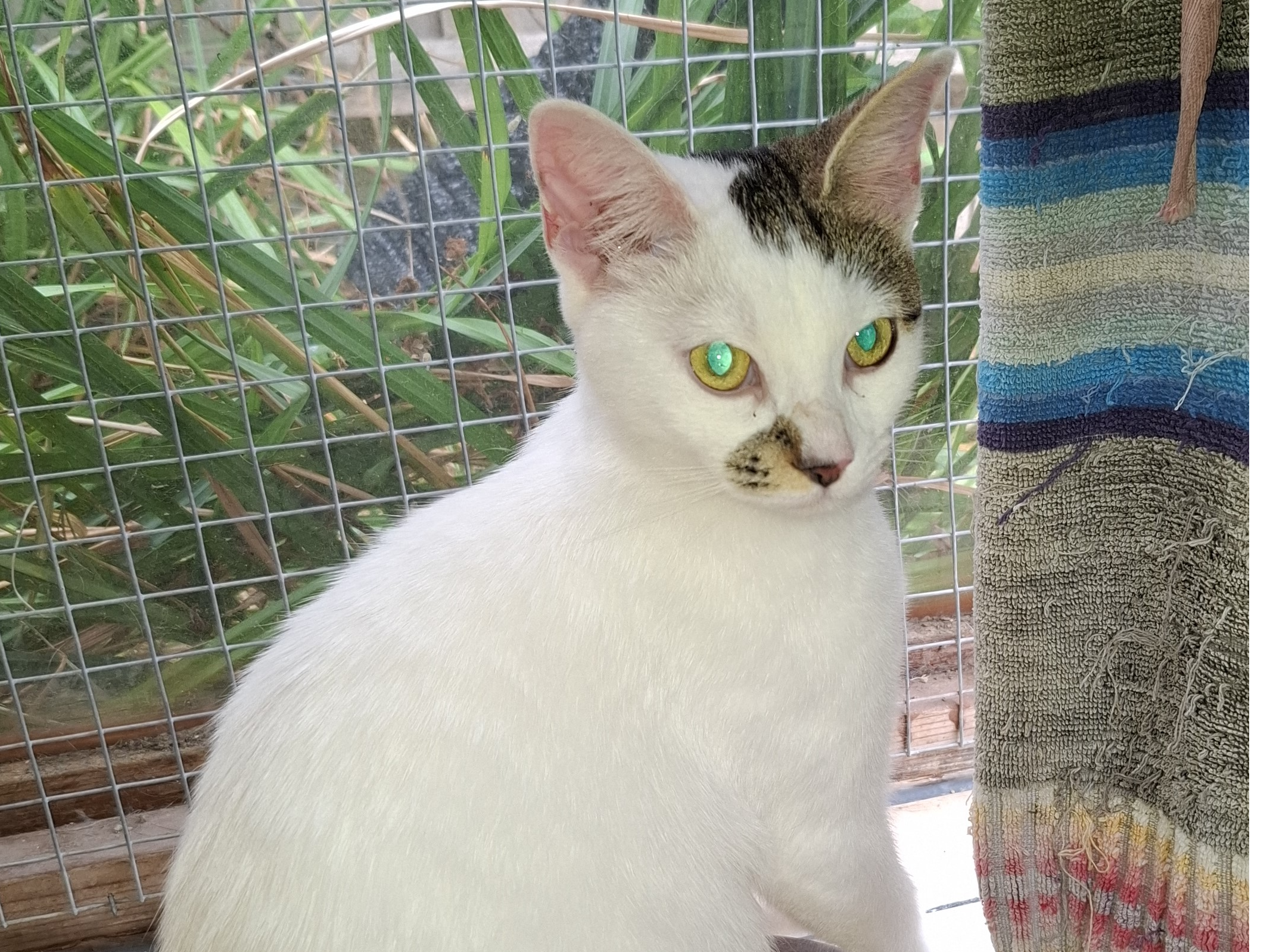 Tabby & White Cat - Tadworth