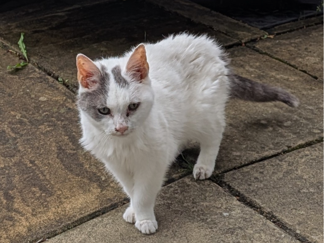 F457- white cat – DARLEY ABBEY