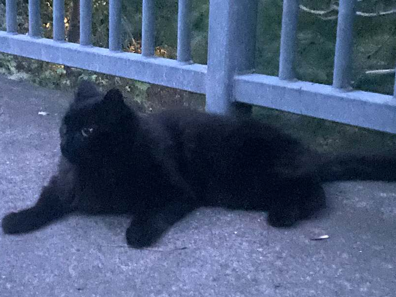 Black three-legged, Milton