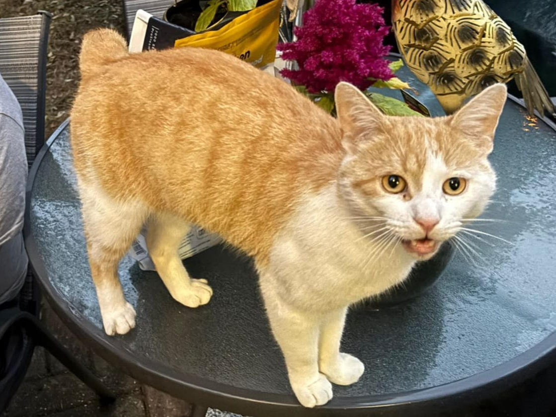 Ginger/white, Newmarket Rd