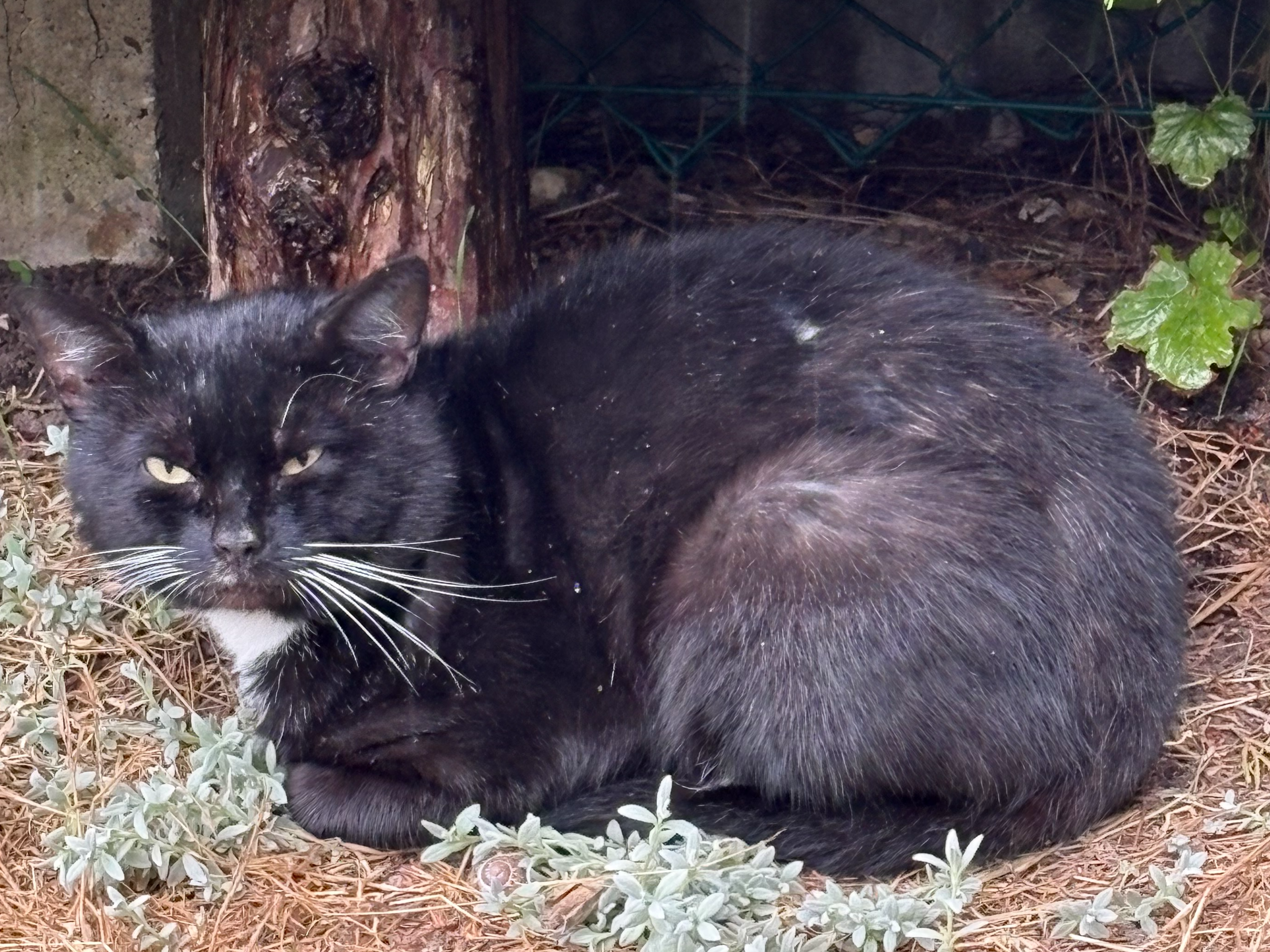 Stray?