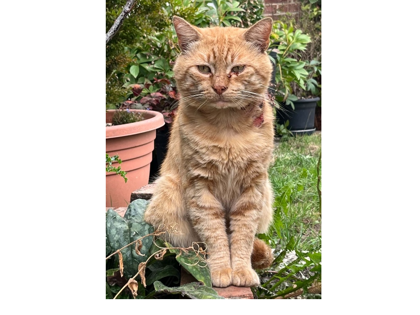 Found 2026.083 - Malvern Avenue, just off Longfield Ave, Fareham, PO14