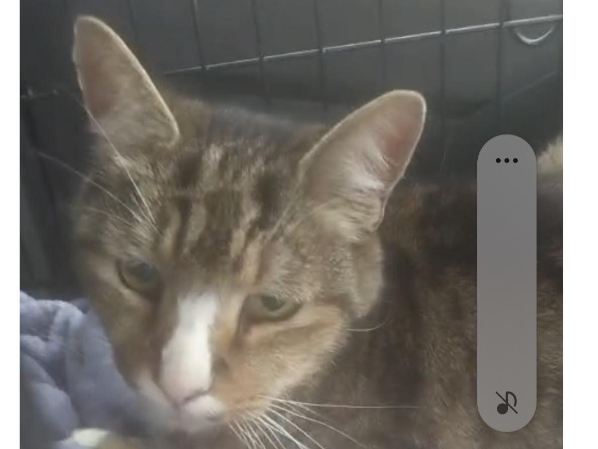 stray?